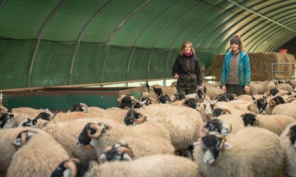 Marston female farmer with sheep